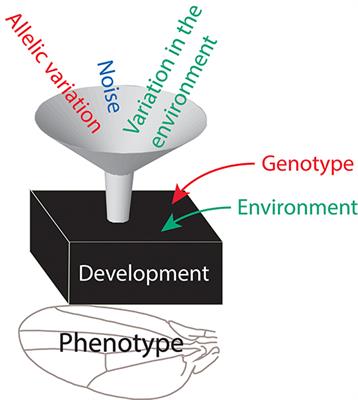 Phenotypic Plasticity, Developmental Instability, and Robustness: The Concepts and How They Are Connected